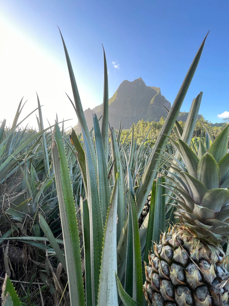 Discovering the Allure of Tahiti: A Guide to Pearl Farms and Unique Cultures